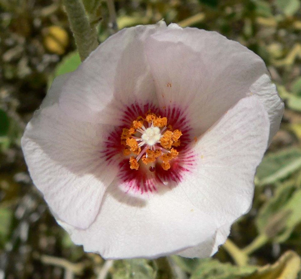 Hibiscus denudatus (Rock Hibiscus) (alternate view 8)
