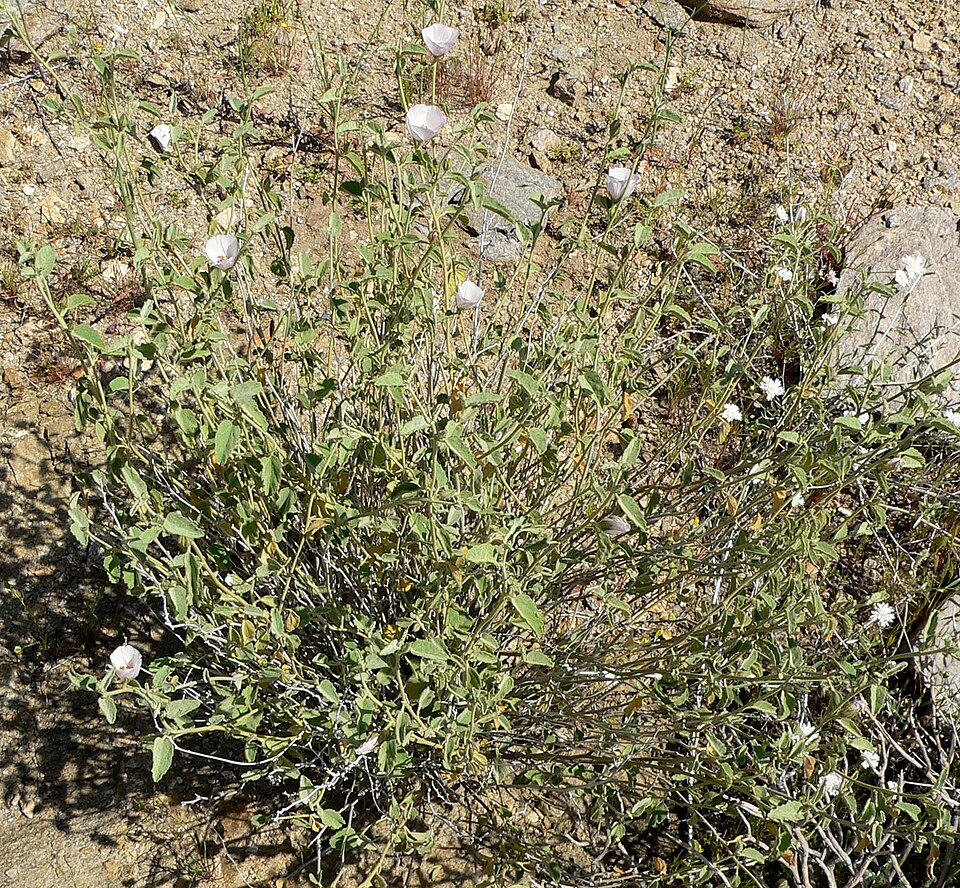 Hibiscus denudatus (Rock Hibiscus) (alternate view 9)