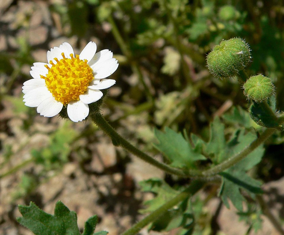 Perityle emoryi (Emory's rockdaisy) (alternate view 6)