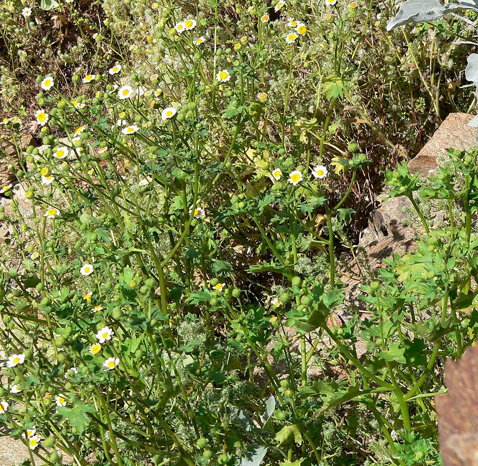 Perityle emoryi (Emory's rockdaisy) (alternate view 7)
