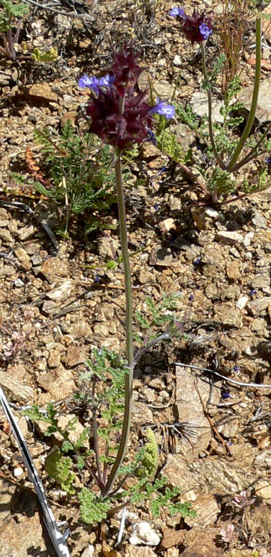 Salvia columbariae (Chia) (alternate view 2)