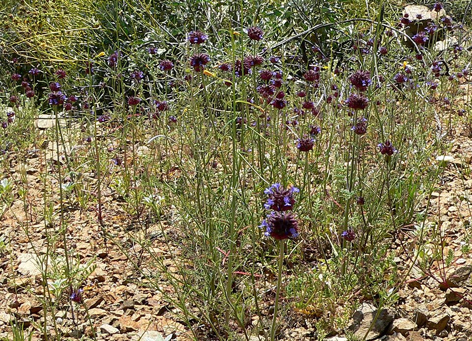 Salvia columbariae (Chia) (alternate view 3)