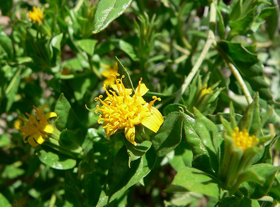 Trixis californica (American threefold) (alternate view 6)