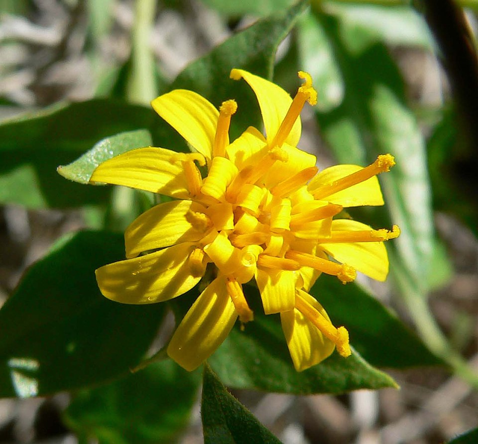 Trixis californica (American threefold) (alternate view 7)