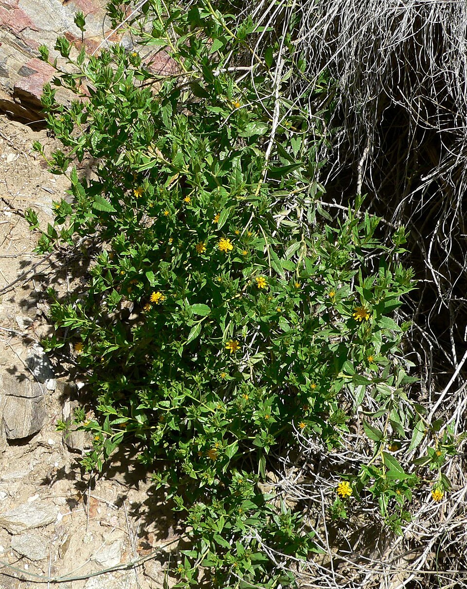 Trixis californica (American threefold) (alternate view 8)