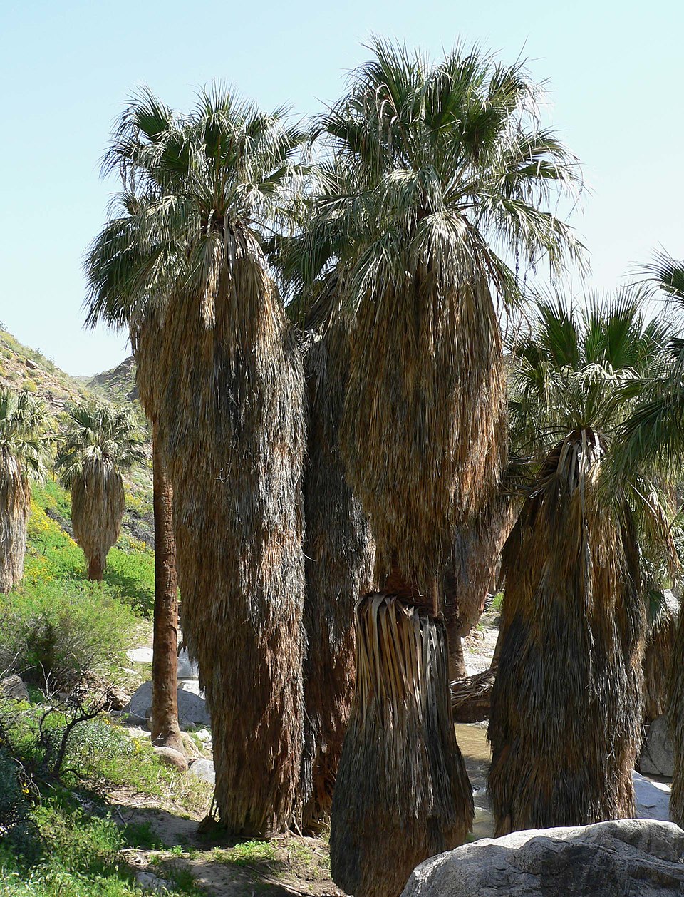 Washingtonia filifera (California fan palm)