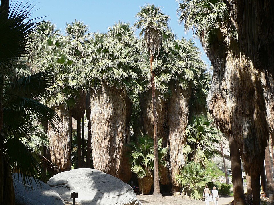 Washingtonia filifera (California fan palm) (alternate view 2)