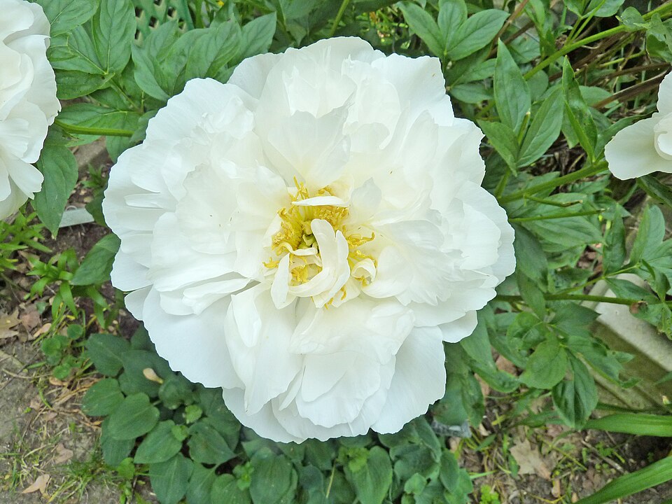 Paeonia 'Miss America' (Miss America Peony)