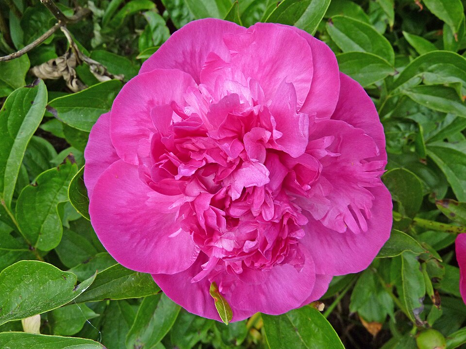 Paeonia 'Felix Crousse' (Felix Crousse Peony) (alternate view 2)