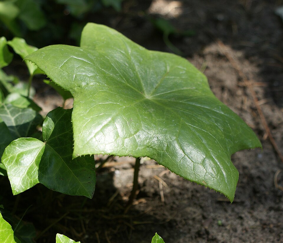Podophyllum pleianthum (Chinese mayapple)