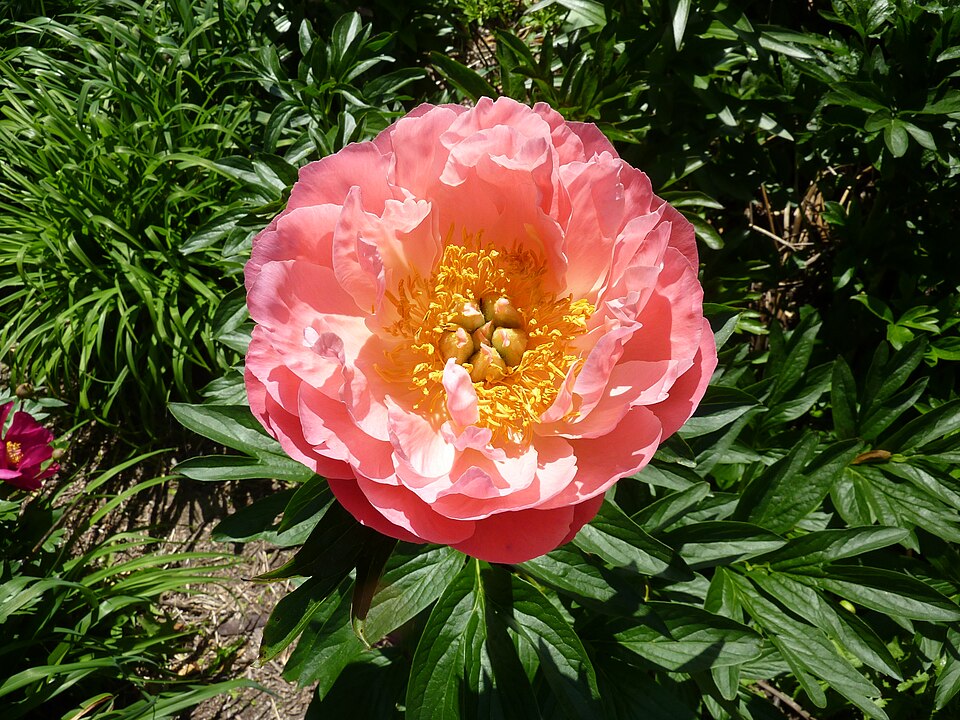 Paeonia 'Pink Hawaiian Coral' (Pink Hawaiian Coral Peony)