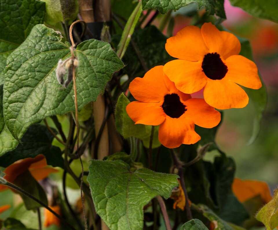 Thunbergia alata (black-eyed Susan vine) (alternate view 8)