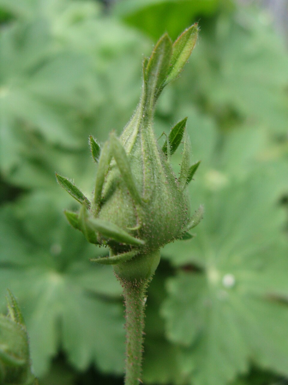 Rosa gallica var. officinalis (apothecary's rose) (alternate view 4)