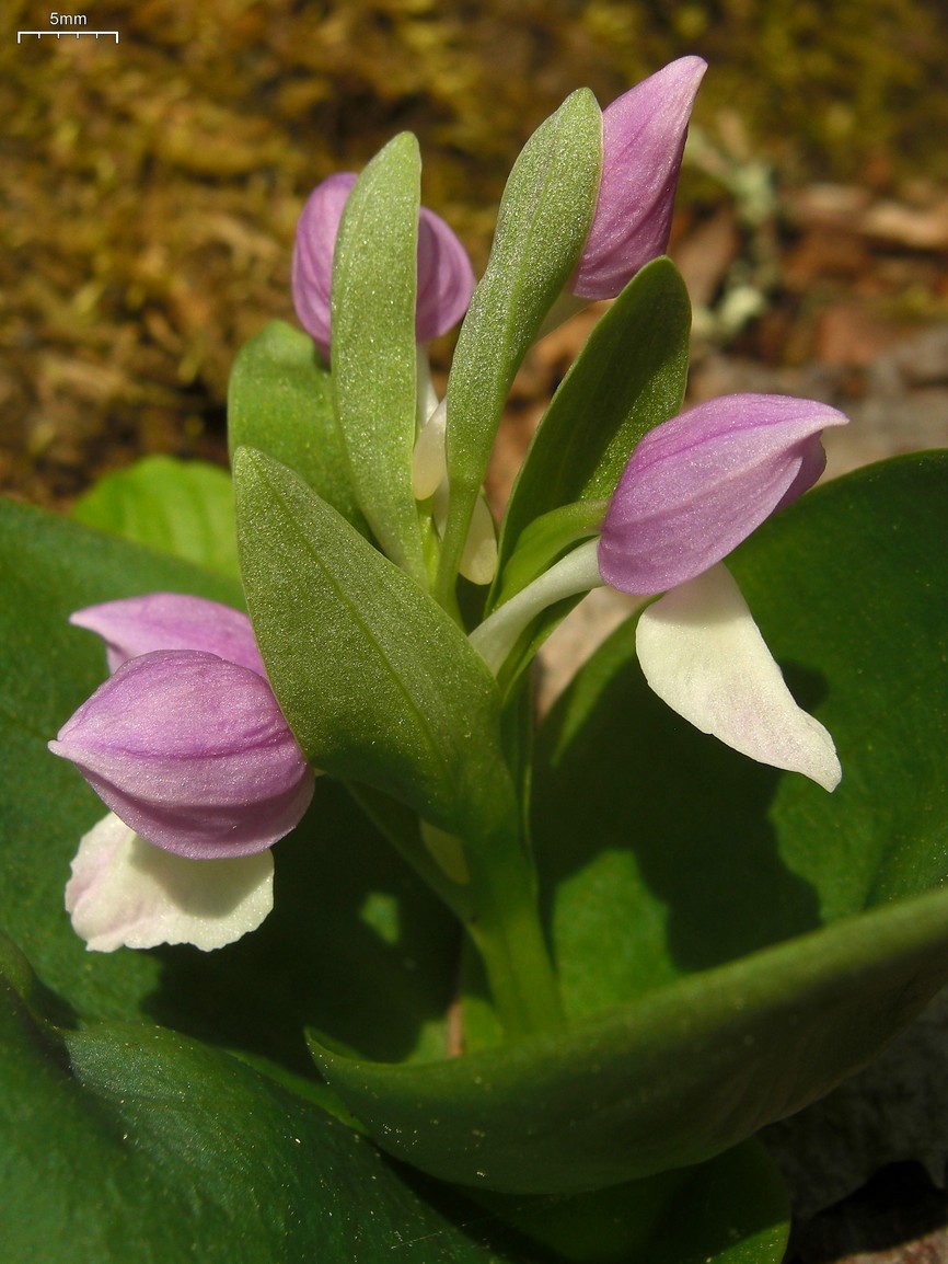 Galearis spectabilis (showy orchis) (alternate view 5)