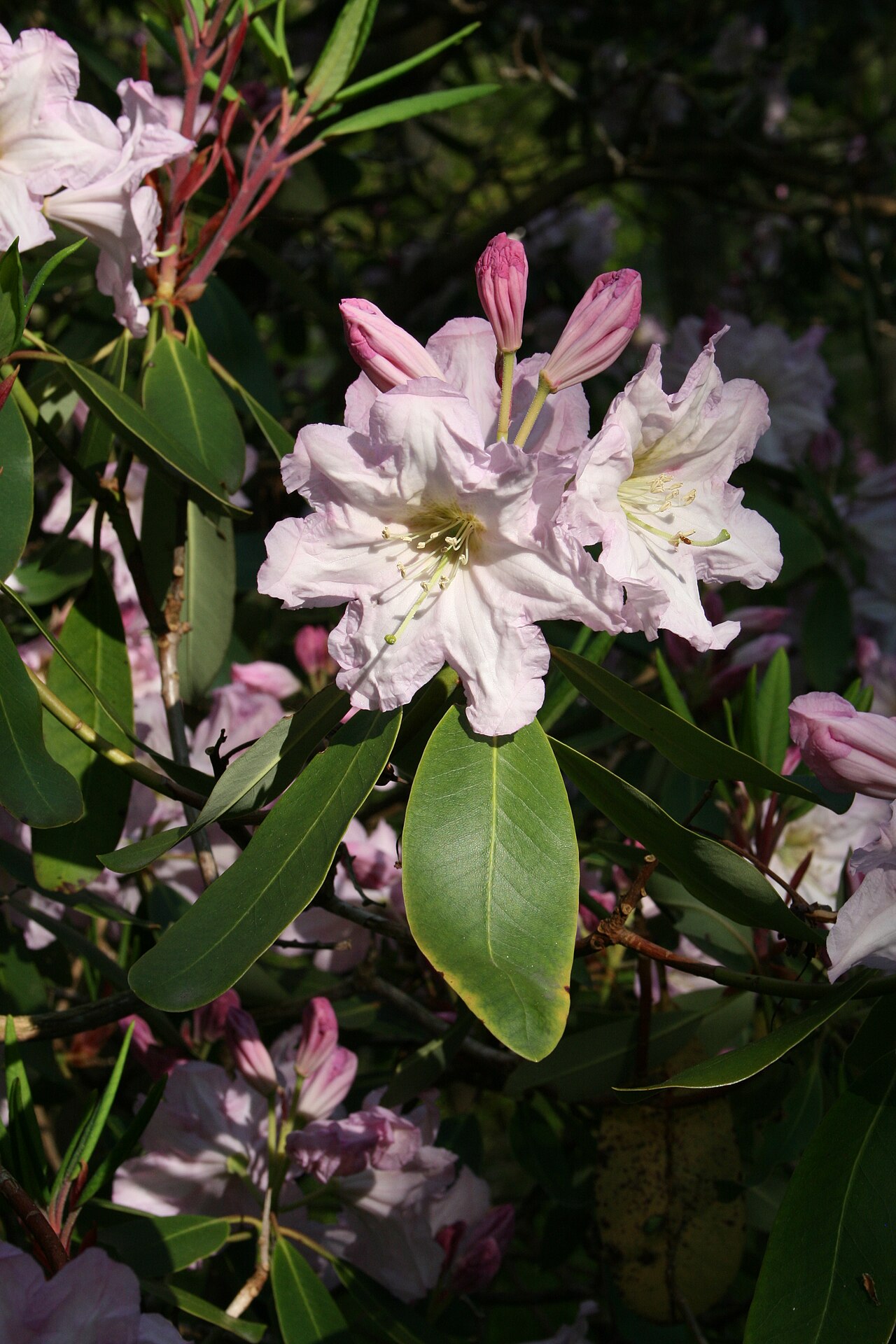 Rhododendron fortunei, Fortune's rhododendron — upright evergreen (Ericaceae) (image 8 of 10)