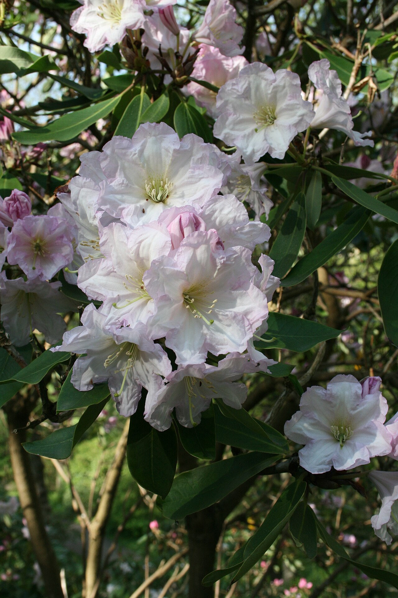 Rhododendron fortunei, Fortune's rhododendron — upright evergreen (Ericaceae) (image 9 of 10)