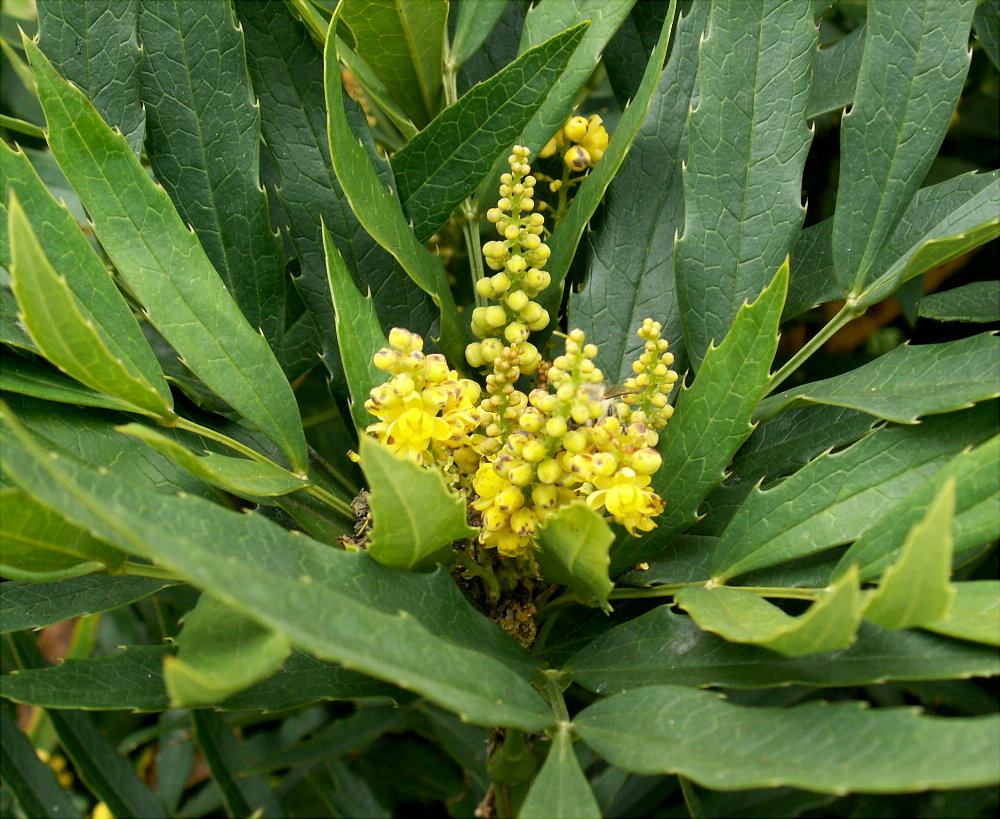 Mahonia fortunei, Chinese mahonia — upright evergreen (Berberidaceae) (image 4 of 8)