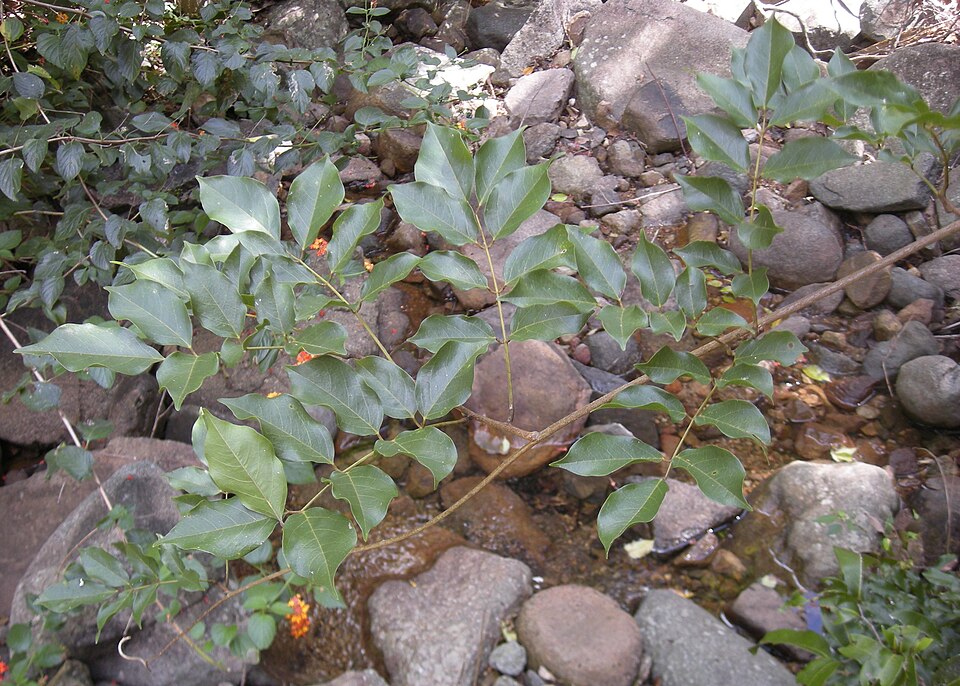 Austrosteenisia blackii (Blood Vine) (alternate view 7)