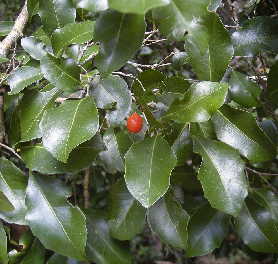 Drypetes deplanchei (Yellow Tulipwood) (alternate view 8)