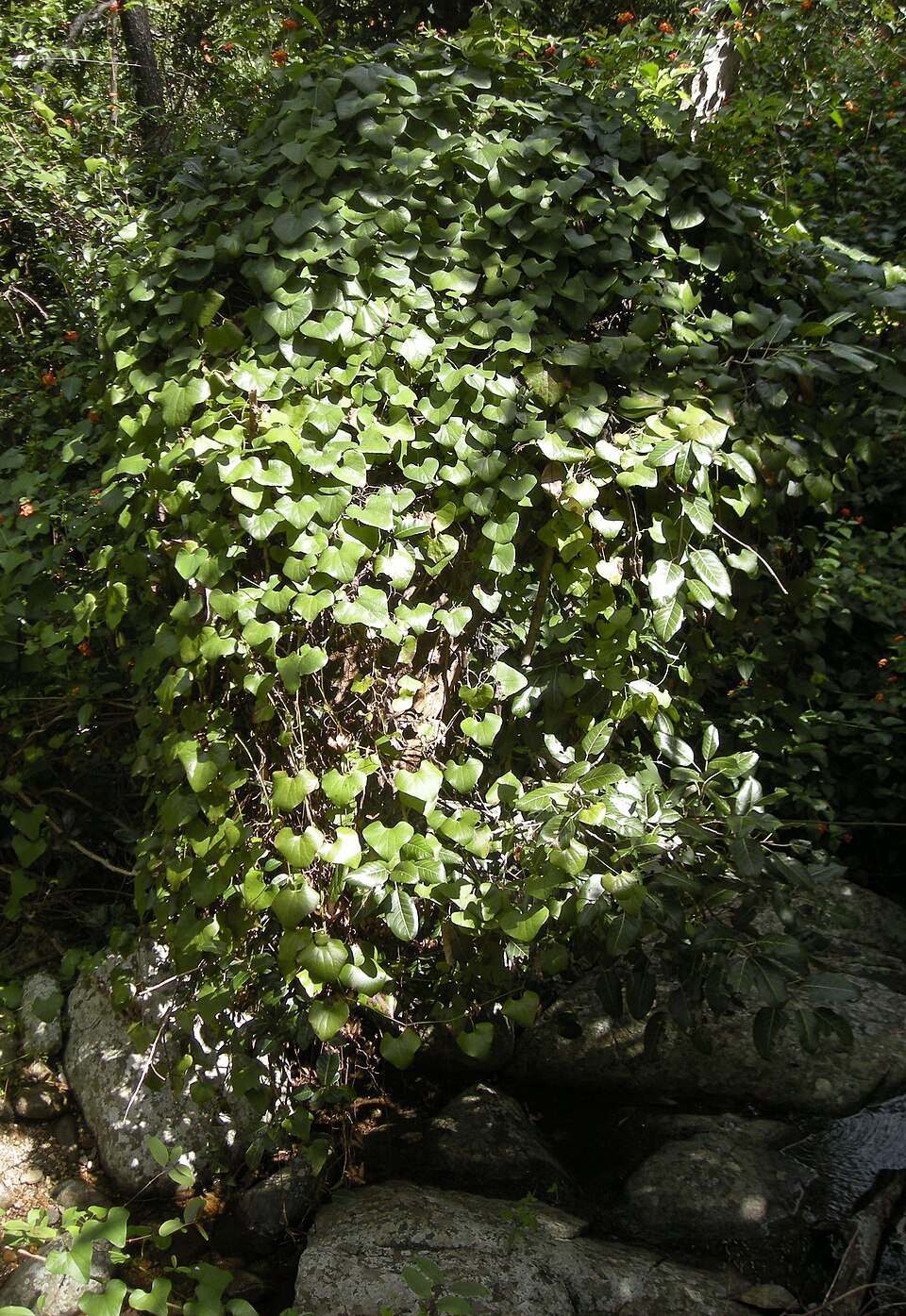Sarcopetalum harveyanum (pearl vine) (alternate view 9)