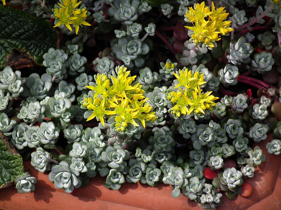 Sedum spathulifolium (Broadleaf Stonecrop) (alternate view 9)