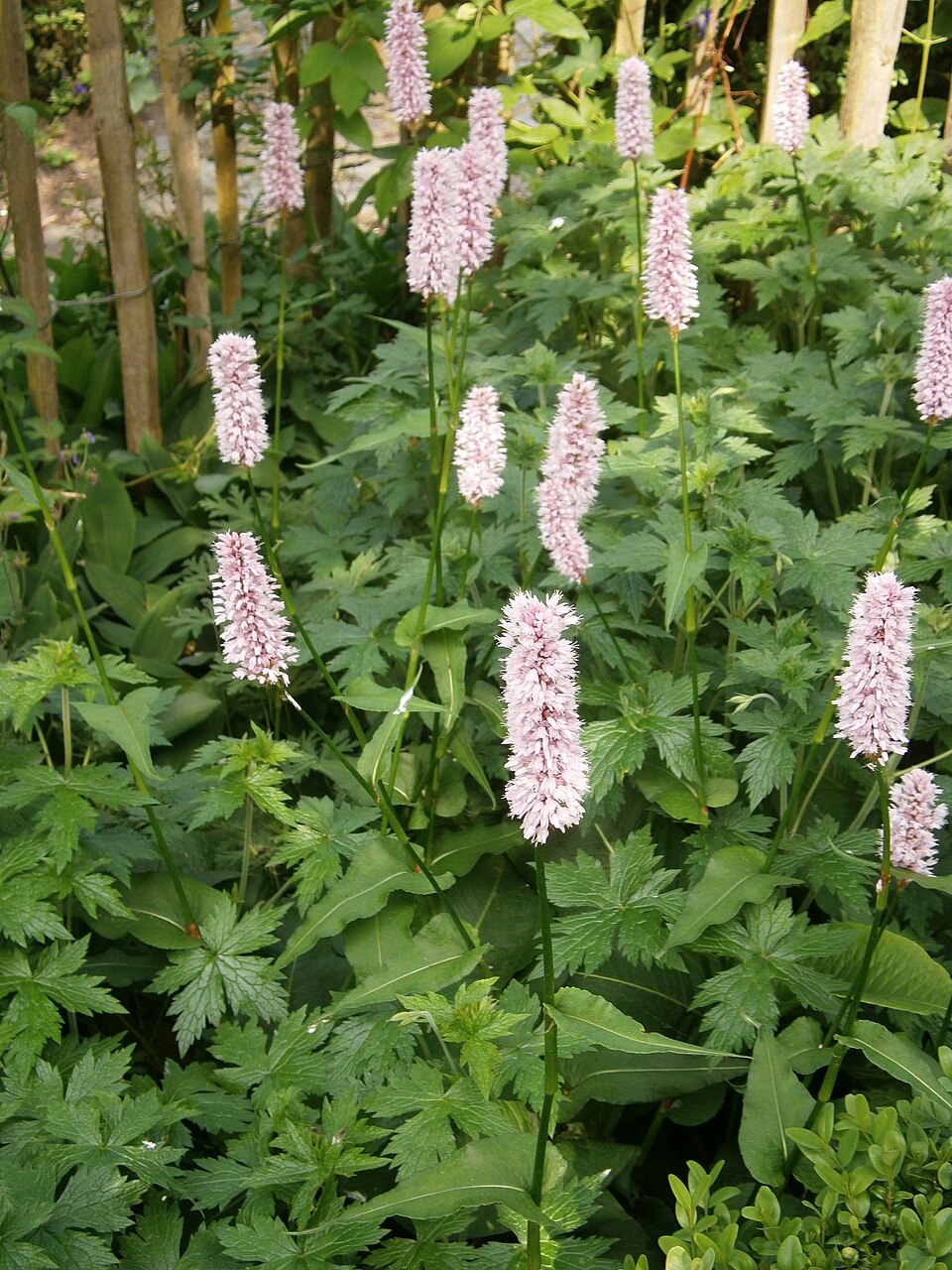 Bistorta officinalis (common bistort)