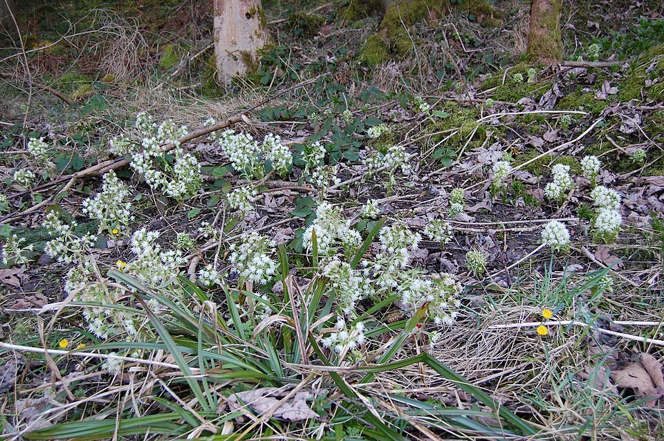 Petasites albus (White Butterbur) (alternate view 6)