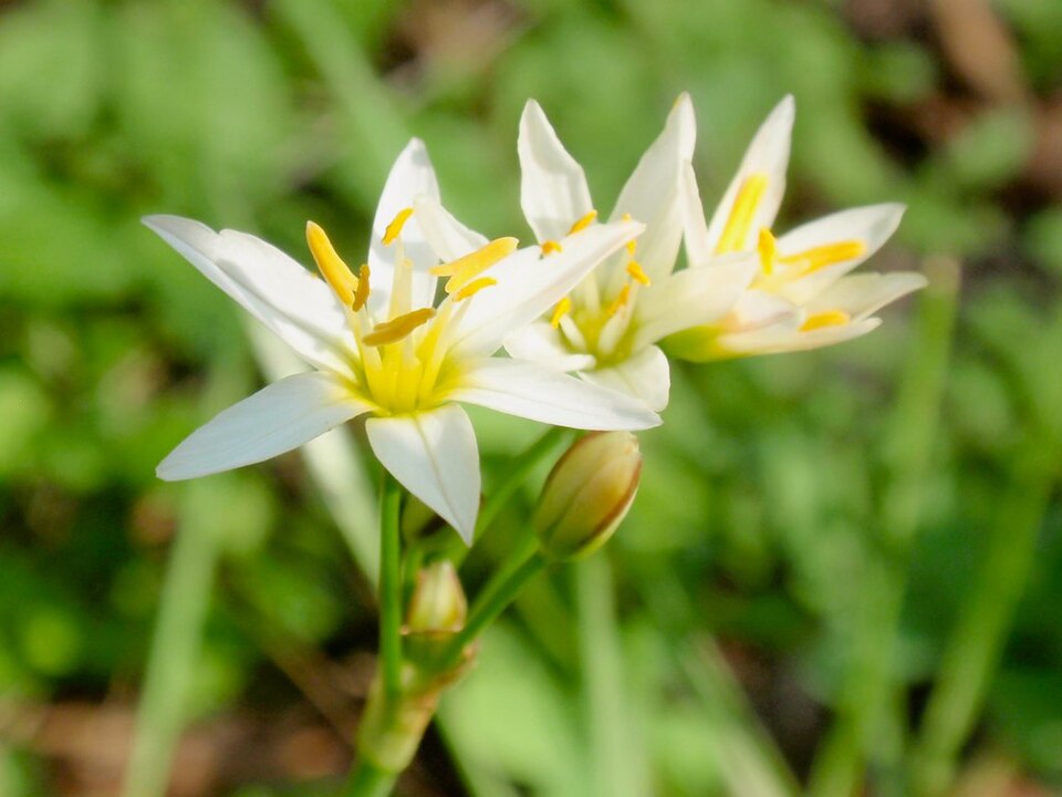 Nothoscordum bivalve (crowpoison)