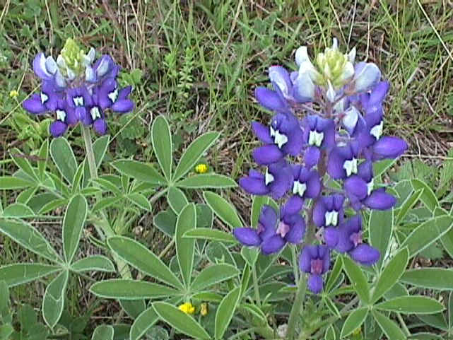 Lupinus texensis (Texas bluebonnet)