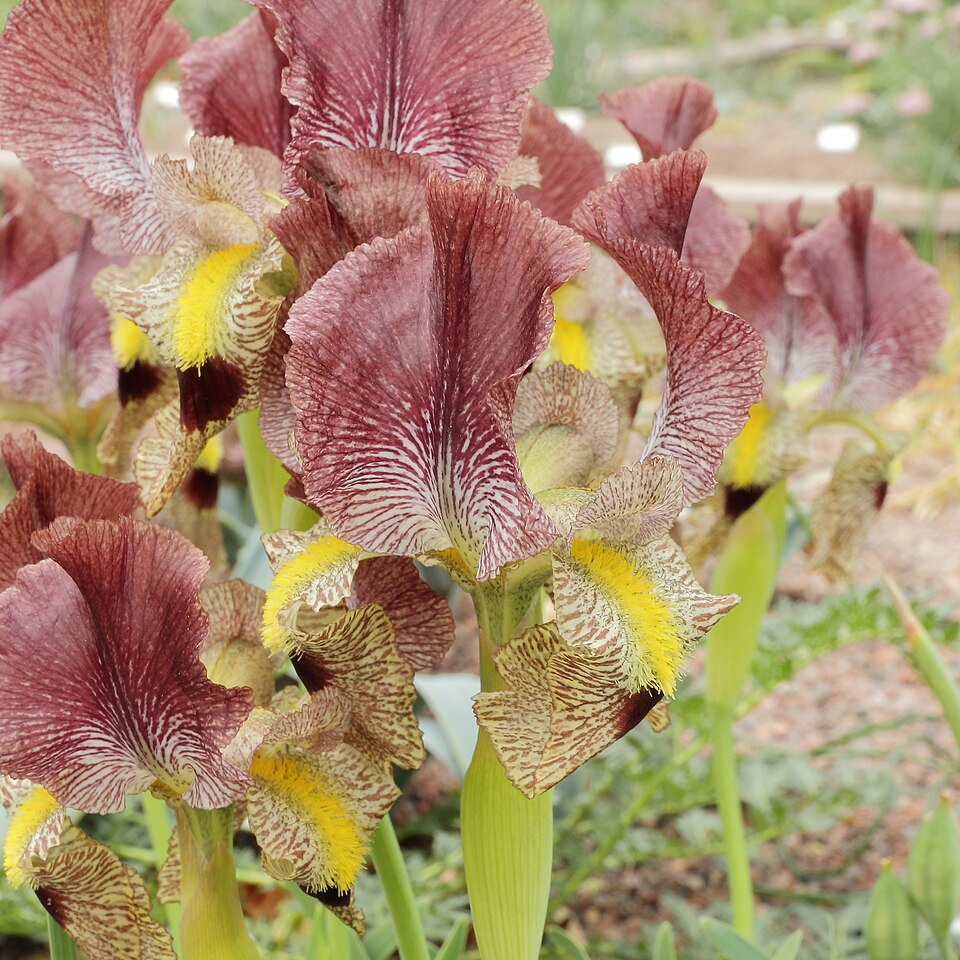 Iris paradoxa (paradoxical iris) (alternate view 4)