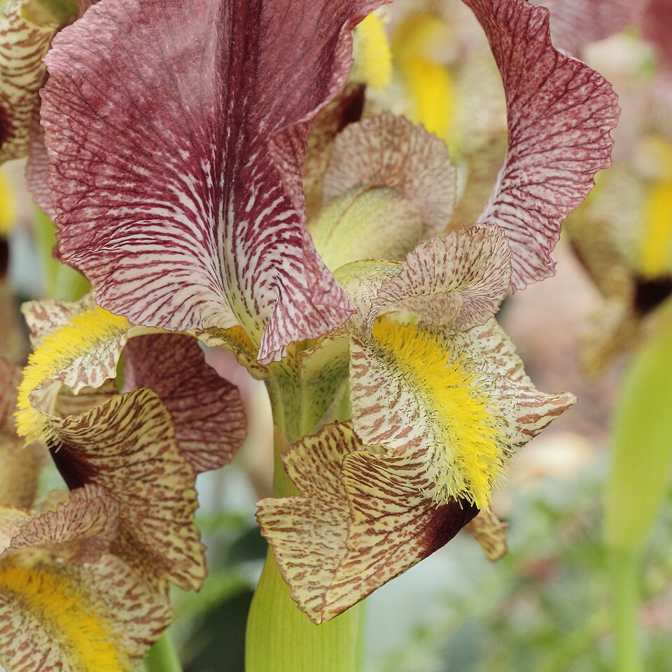 Iris paradoxa (paradoxical iris) (alternate view 5)