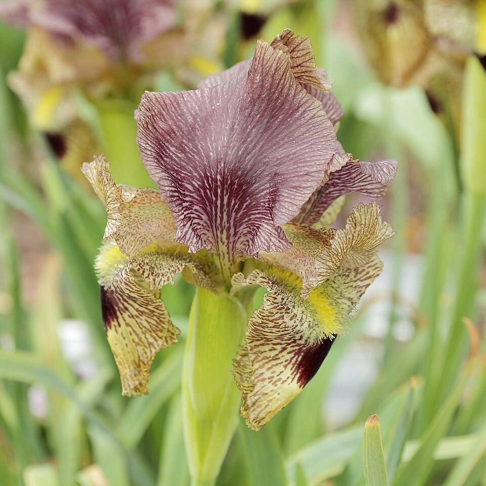 Iris paradoxa (paradoxical iris) (alternate view 6)
