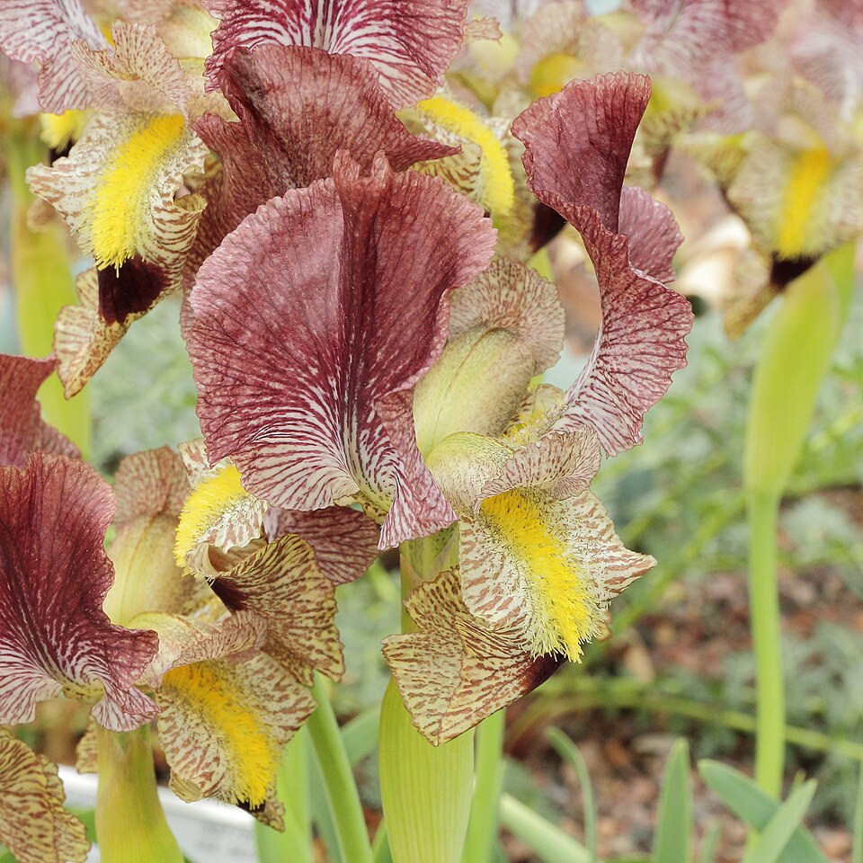 Iris paradoxa (paradoxical iris) (alternate view 7)