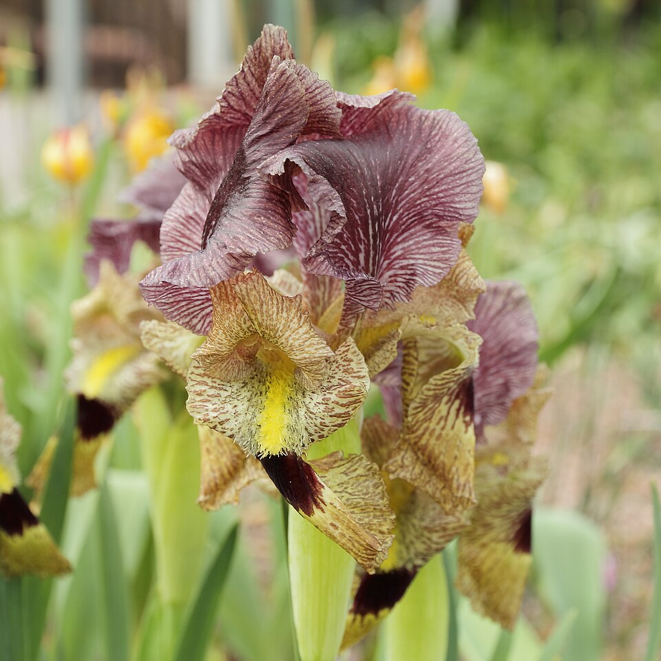 Iris paradoxa (paradoxical iris) (alternate view 8)