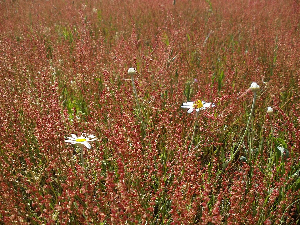 Rumex acetosella (sheep sorrel) (alternate view 6)