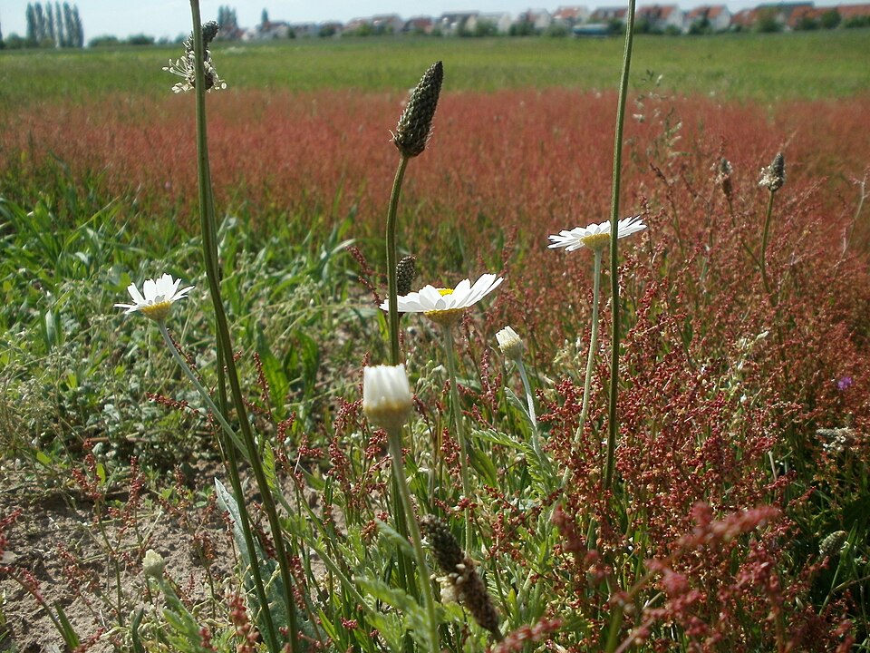 Rumex acetosella (sheep sorrel) (alternate view 7)