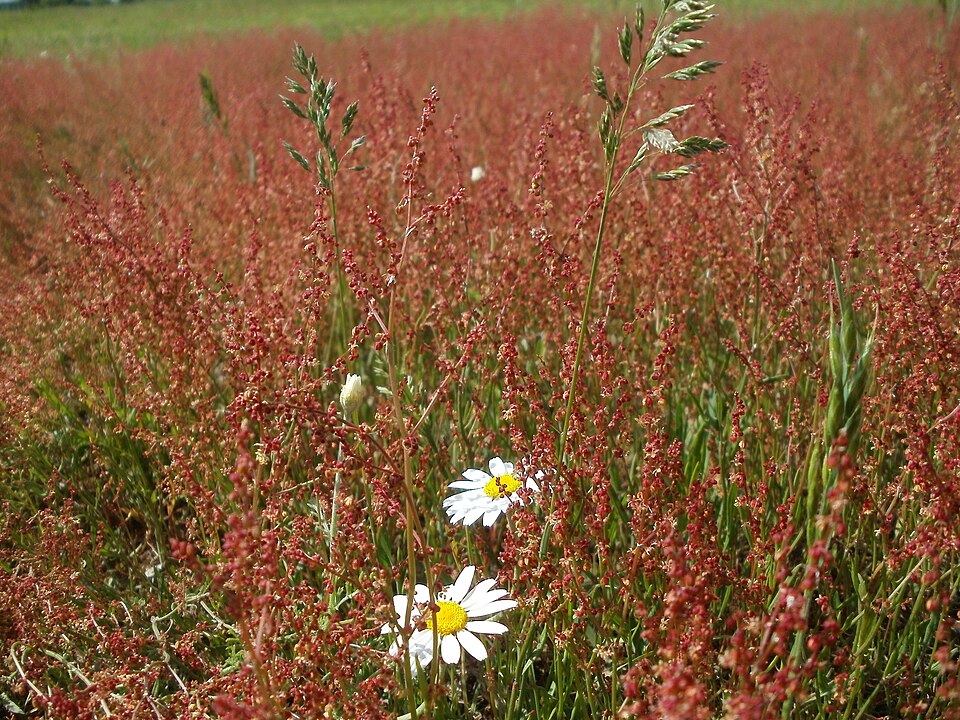 Rumex acetosella (sheep sorrel) (alternate view 8)