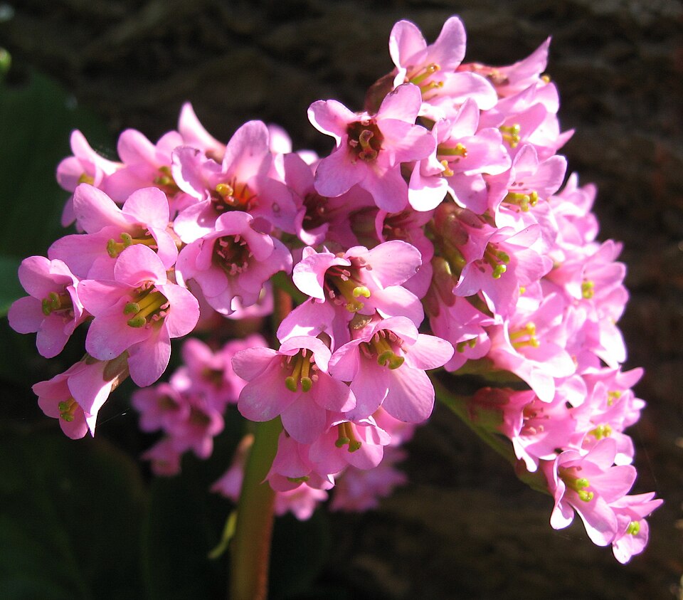 Bergenia purpurascens (alternate view 10)