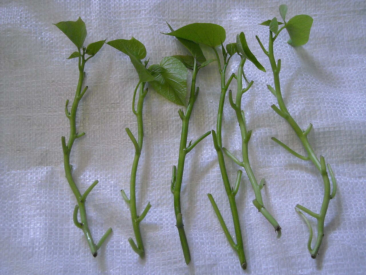 Ipomoea batatas, Sweet potato — trailing deciduous (Convolvulaceae) (image 4 of 9)