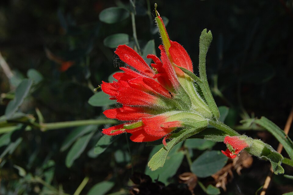 Castilleja affinis (Coast Paintbrush) (alternate view 10)