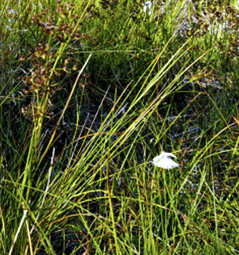 Juncus acutiflorus (Sharp-flowered Rush)