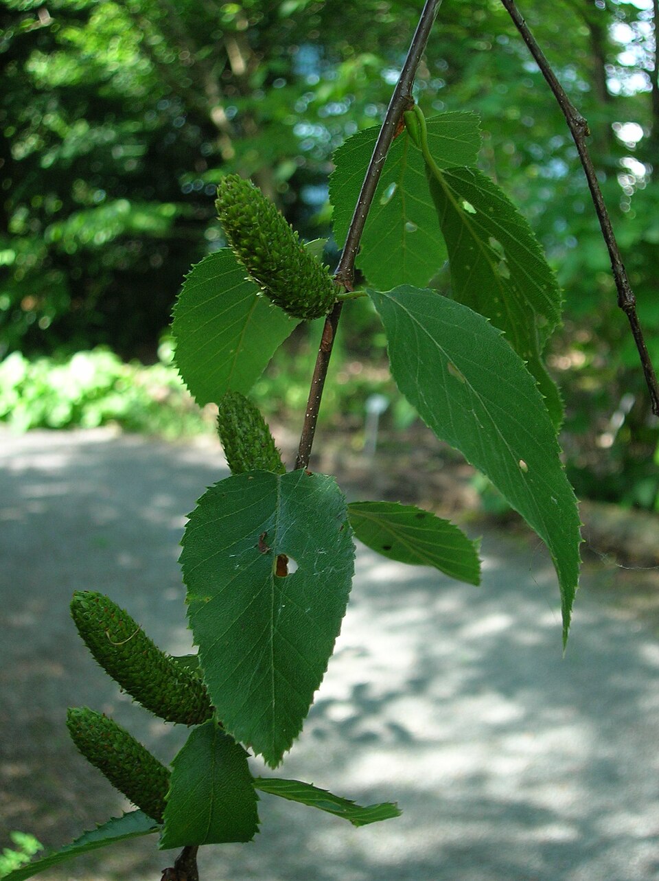 Betula lenta (sweet birch) (alternate view 6)