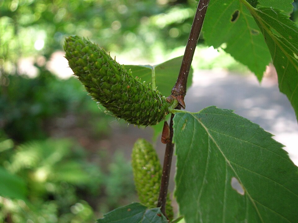 Betula lenta (sweet birch) (alternate view 7)
