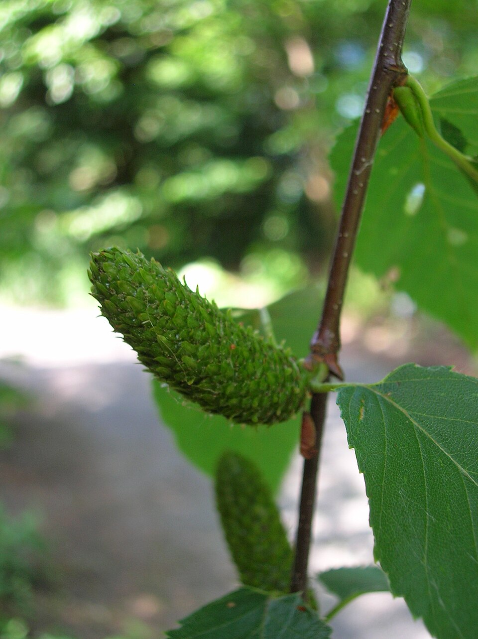 Betula lenta (sweet birch) (alternate view 8)