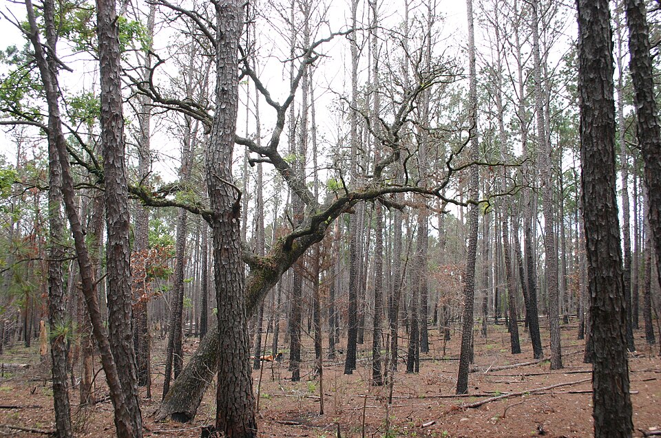 Pinus taeda (Loblolly Pine)