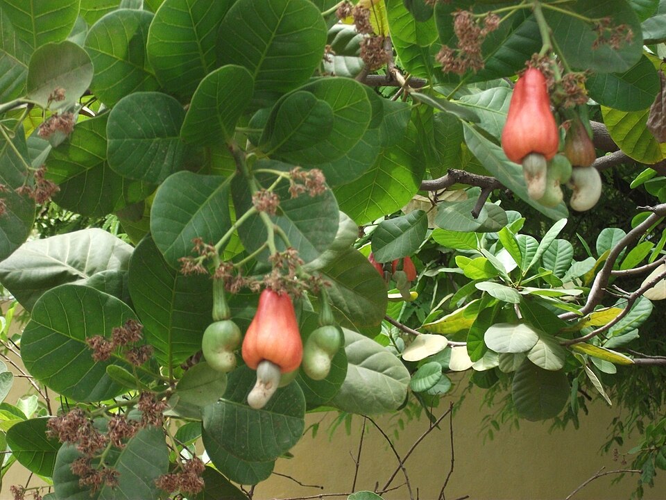 Anacardium occidentale (Cashew) (alternate view 13)