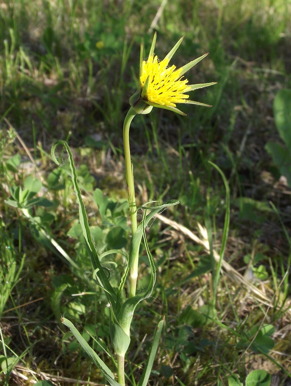 Tragopogon pratensis (meadow salsify)