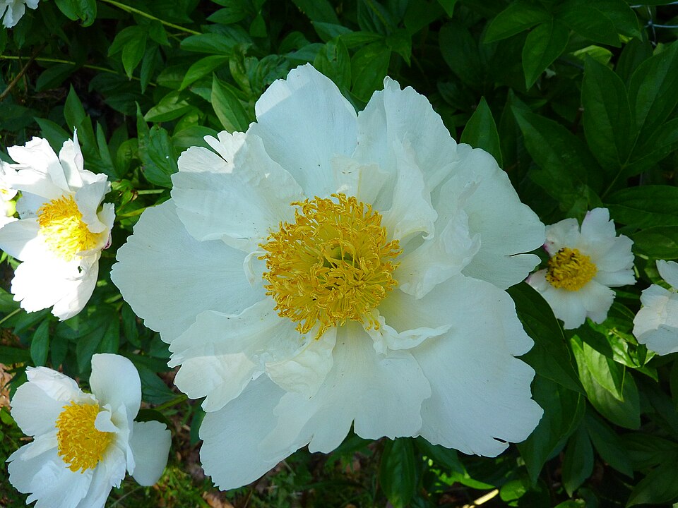Paeonia lactiflora 'White Wings' (alternate view 3)