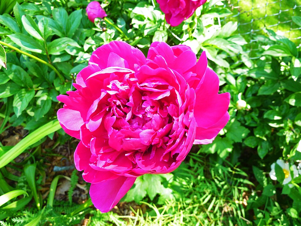 Paeonia lactiflora 'Karl Rosenfeld' (Karl Rosenfeld Peony)
