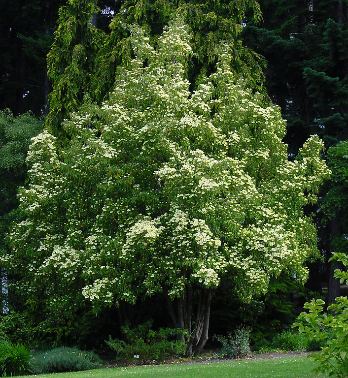 Cornus capitata (Mountain Moon Dogwood Tree) (alternate view 10)